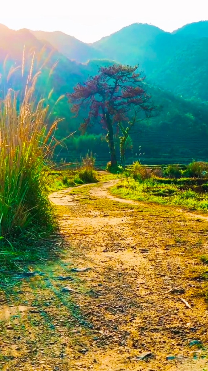 长亭外古道边芳草碧连天