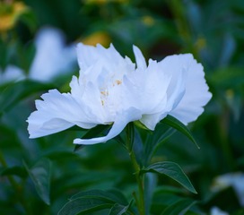 C34D176E-7C17-40EB-9511-E490E3098582/L0/001