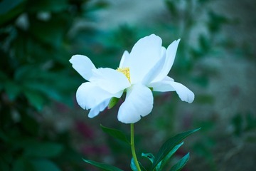A893A542-3631-4E75-9D93-1ABB78DF651A/L0/001