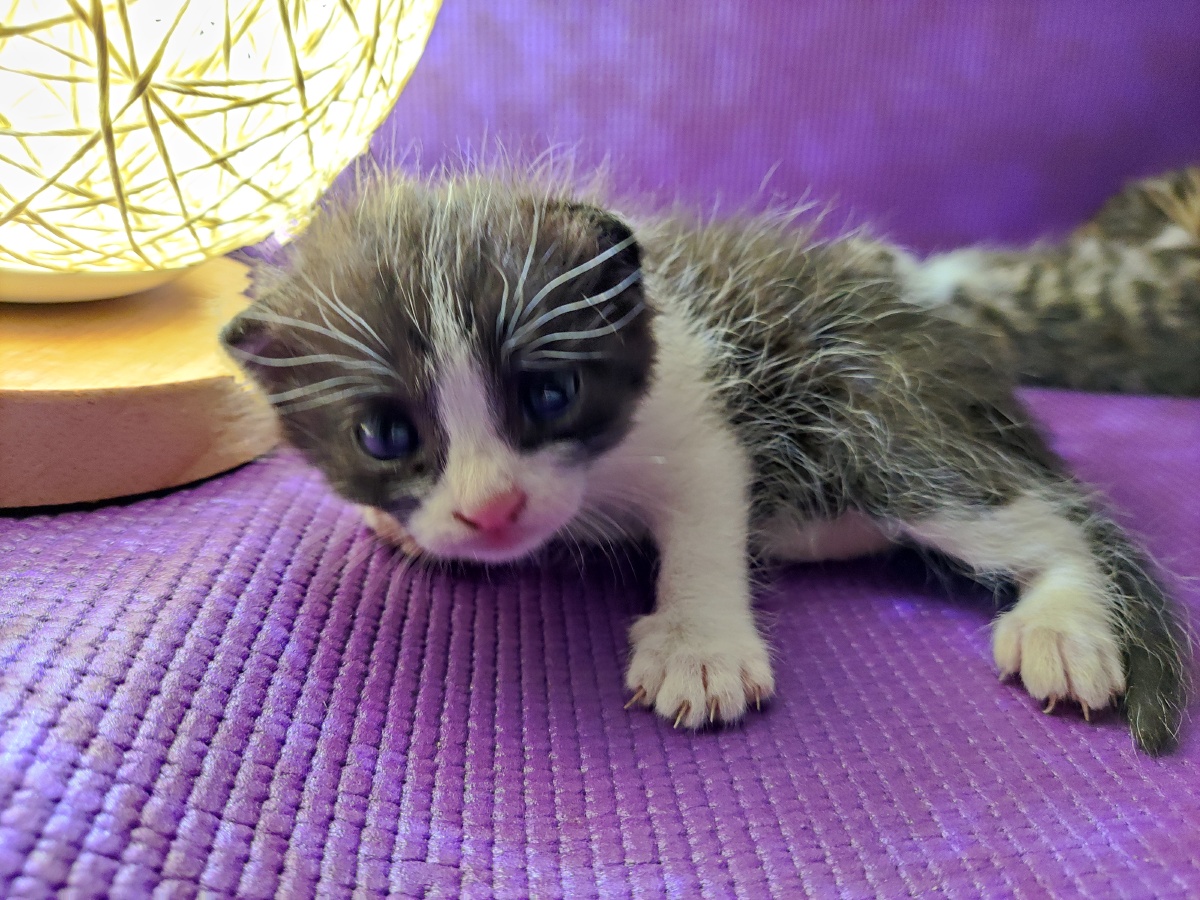 狸花猫宝宝14天