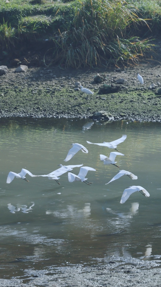 争渡,争渡,惊起一滩鸥鹭.