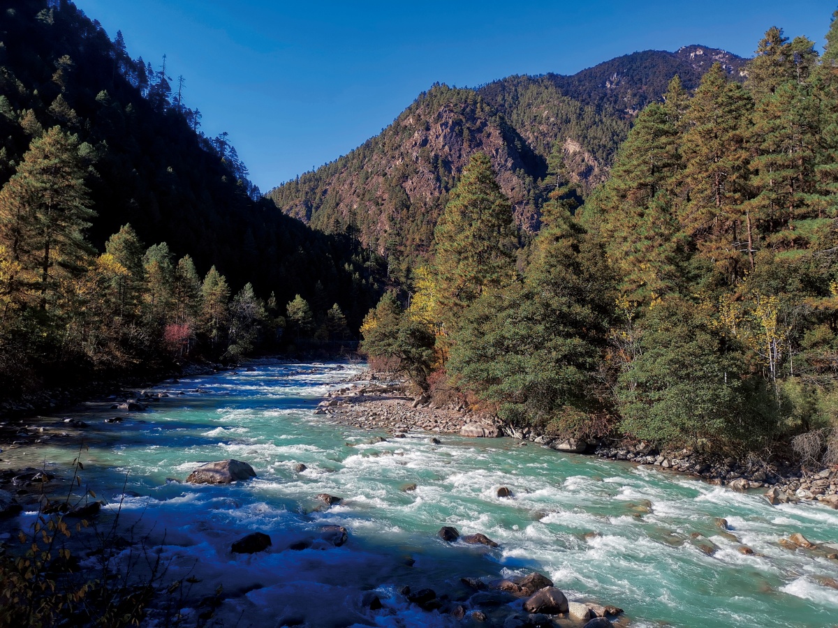 生长在西藏的原始森林