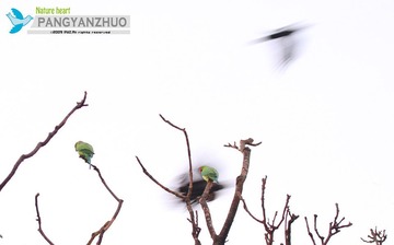 鹦鹉