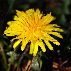 小菊花