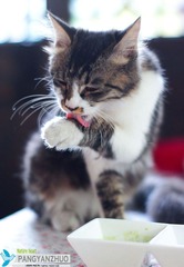 花生猫