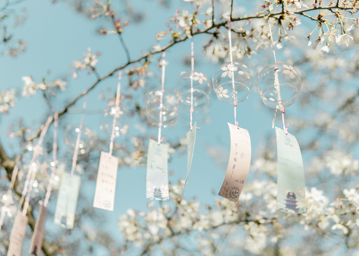 夜樱花树#风铃樱花樱花樱花无锡鼋头渚#无锡鼋头渚春天还没有人打赏