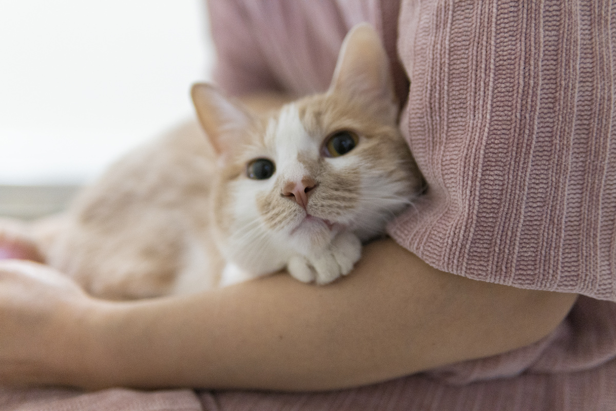 可爱的小猫咪依偎在主人怀里