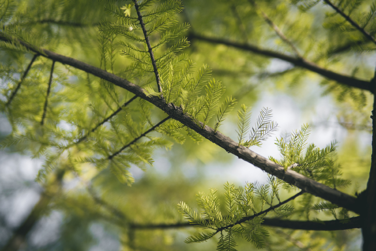 合欢树树枝秋天