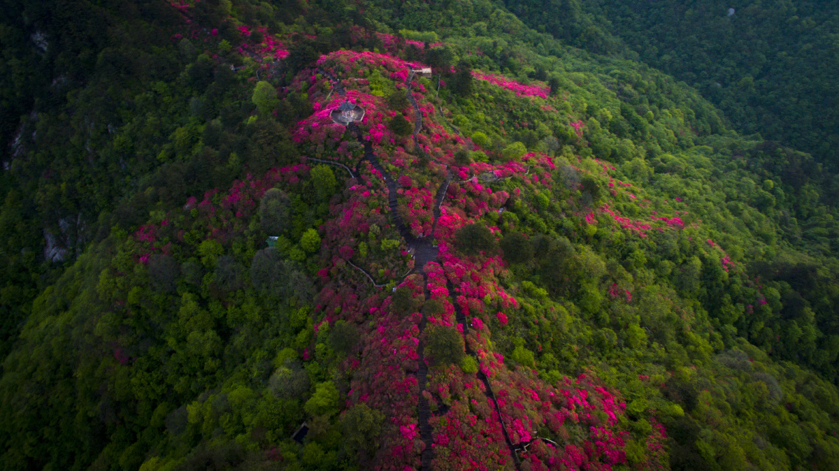 航拍麻城龟峰山杜鹃花海