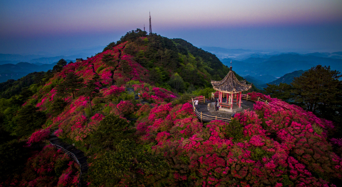 航拍麻城龟峰山杜鹃花海