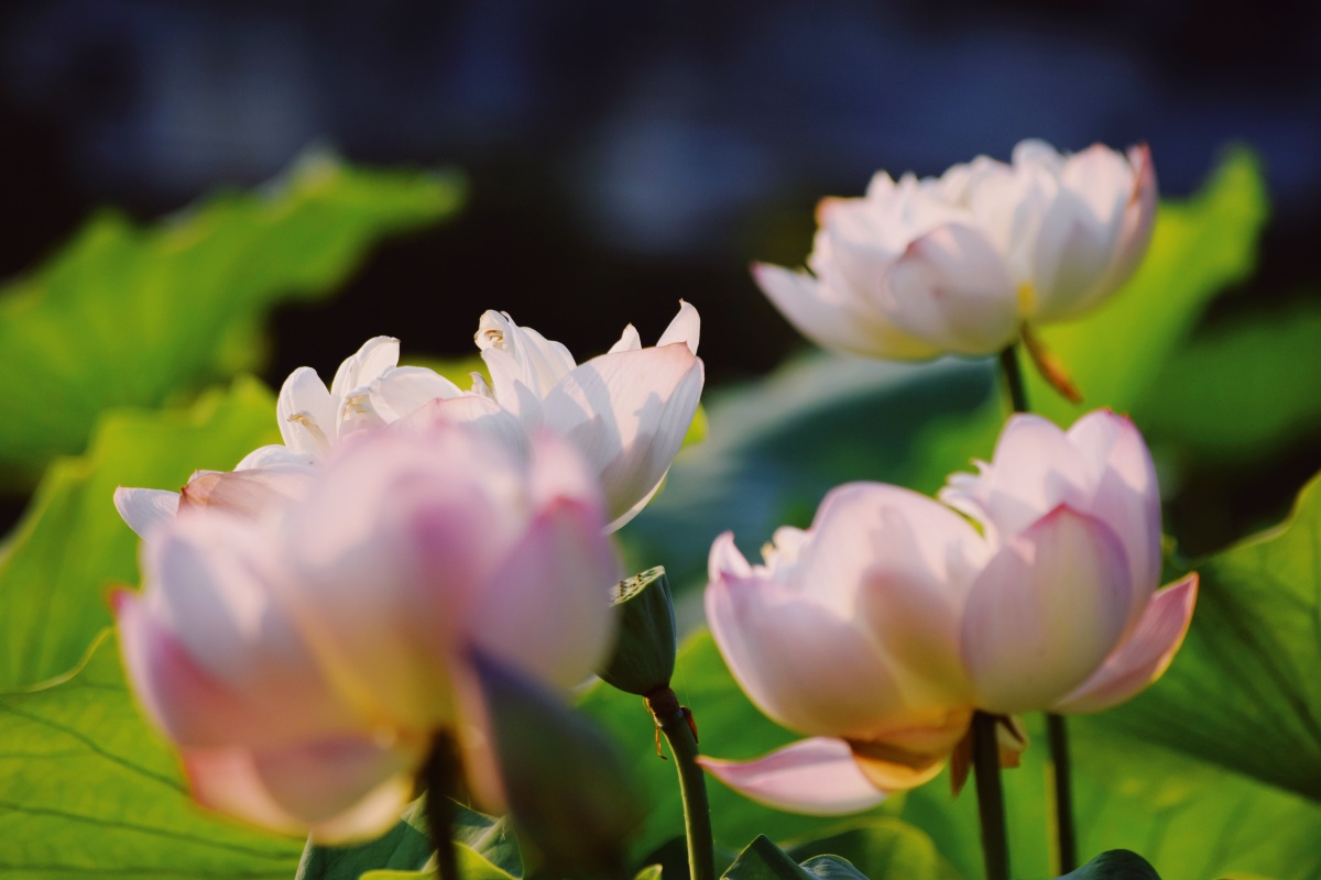 故宫里的荷花和小momo