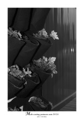 IMG_7234-1