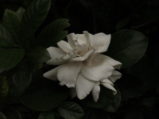 6FECCC24-C979-4493-8931-0E18AF4A6ABE/L0/001