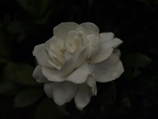 2C6E1EAE-8FB8-4261-B8B2-5053C3EEAD89/L0/001