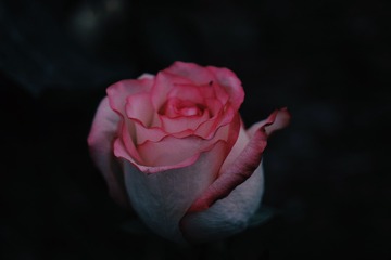 C520A624-8BD7-4482-AF81-03729E532648/L0/001