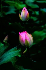 25F8C4E4-9B2B-459B-8EC1-9289EC0C9E45/L0/001