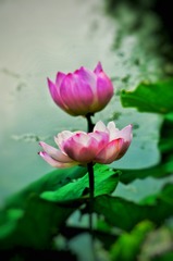 CB5D7D4C-E8D4-459A-A2E8-4FBB850F873E/L0/001