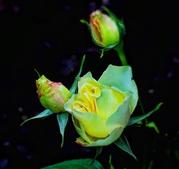 1DD08E53-F665-466A-A95A-524A64C2F584/L0/001