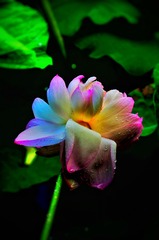D7E3312A-4381-4A67-9939-3F3D3017B592/L0/001
