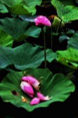 D273518E-1012-4203-968C-041BD004A34F/L0/001
