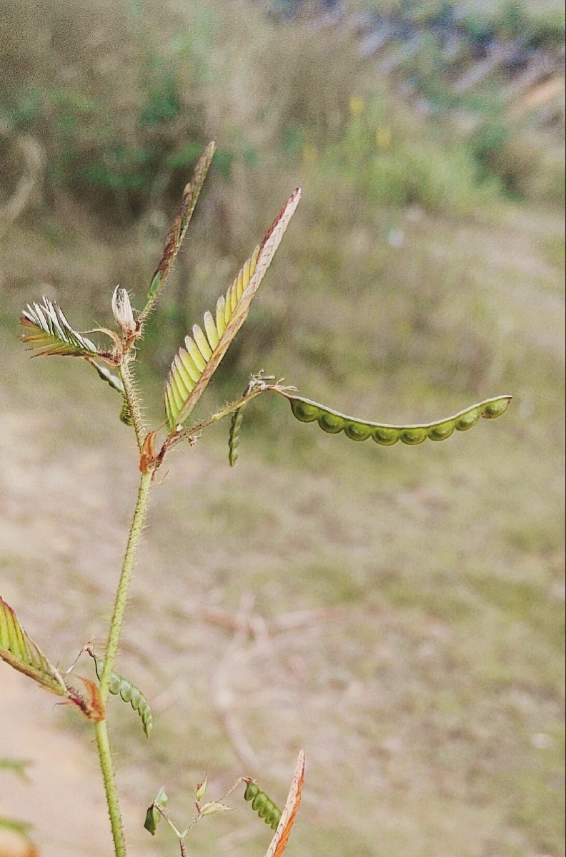 植物摄影爱好者叶子#农业场电影·t1滤镜种粮#草坪特写微缩摄影研究所