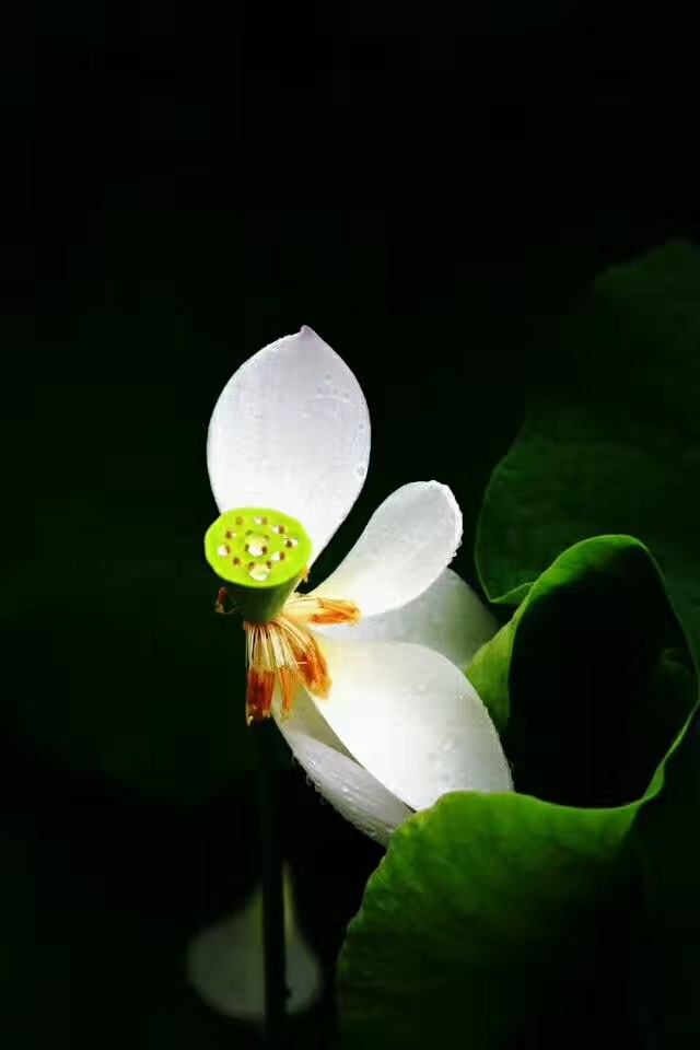 【青莲】· 摄于陈家荷塘 我是佛前的一朵青莲,沐浴着清幽的梵唱,静静