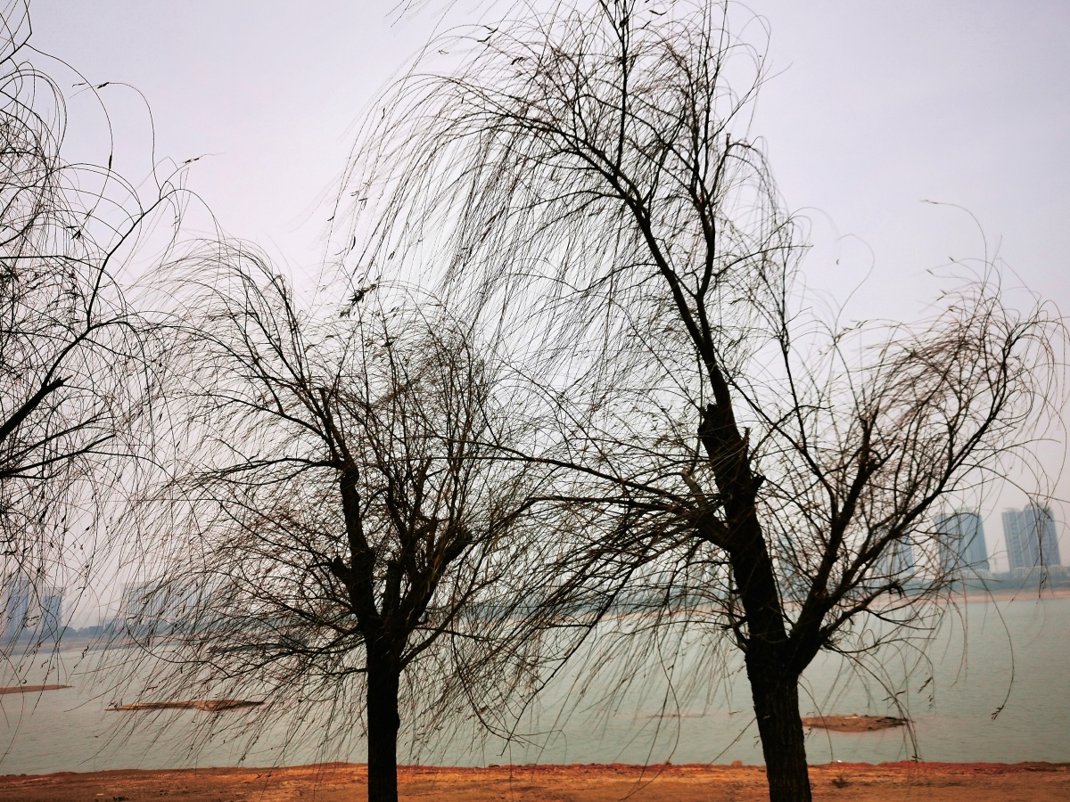 星星点点的雨滴下,漫步江边,看冬柳柳条南斜,烟雨蒙蒙,很有这首冬柳