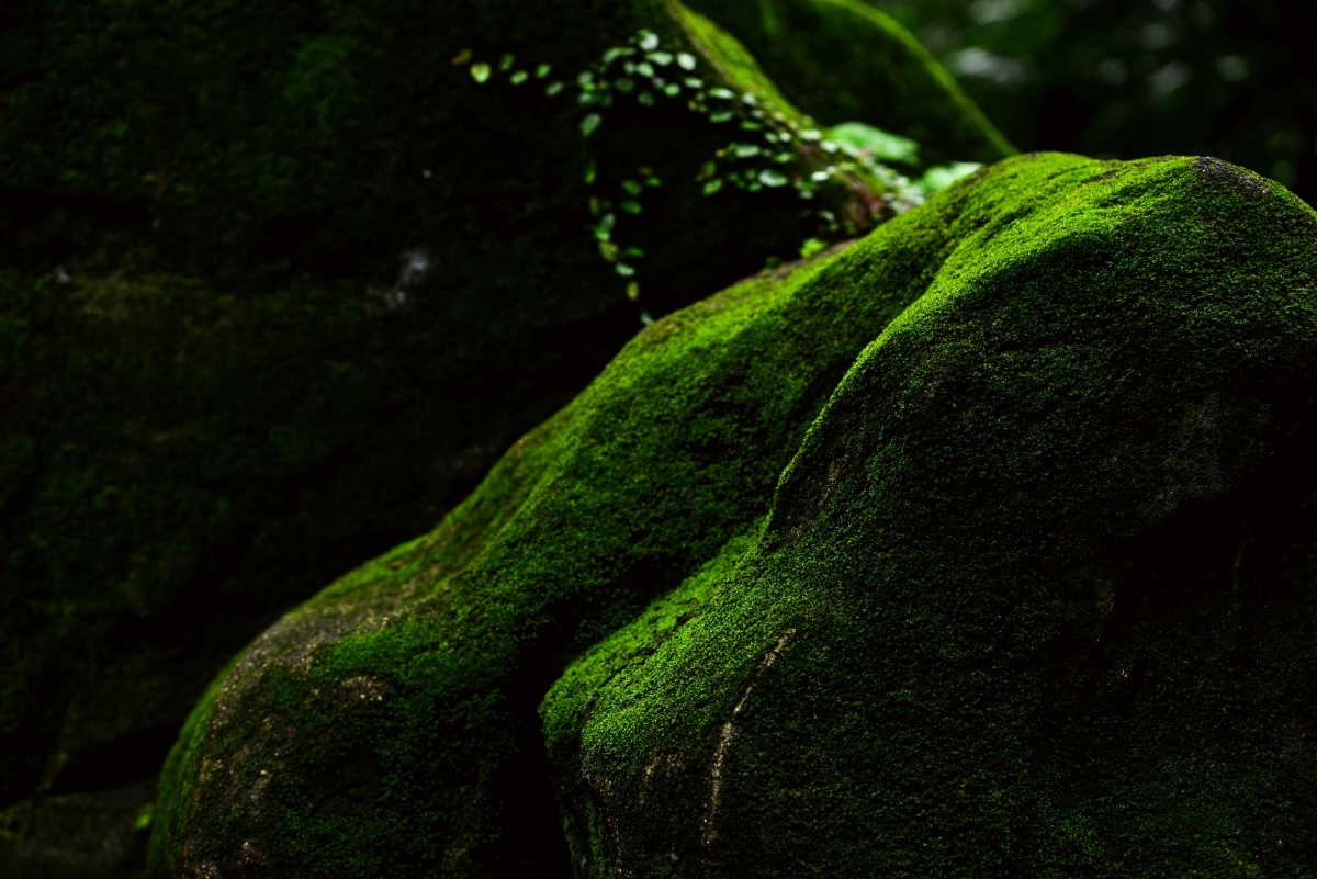 青苔藓 - 飞龙堂摄影工作室 - 图虫