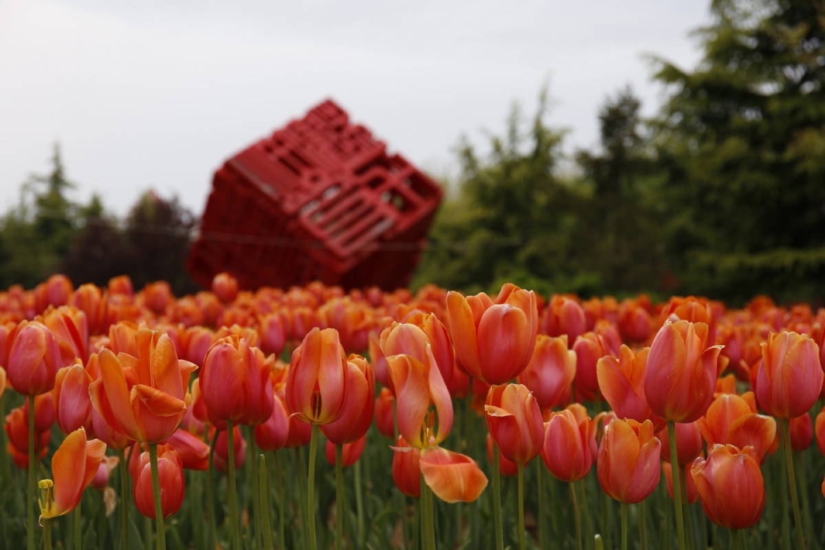 烟台莱山虞美人广场赶在花儿凋落前可惜有点阴天