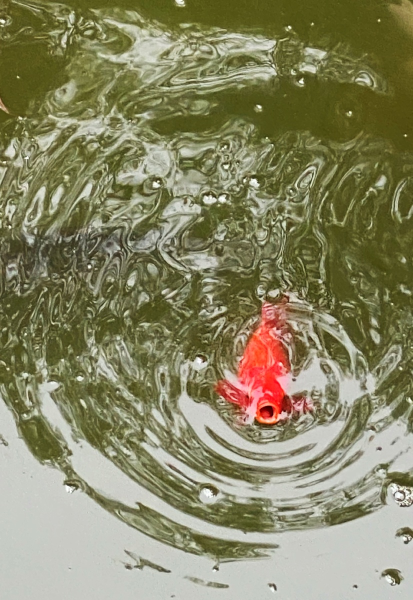 小区湖里的鱼儿 - 李木子桃 - 图虫