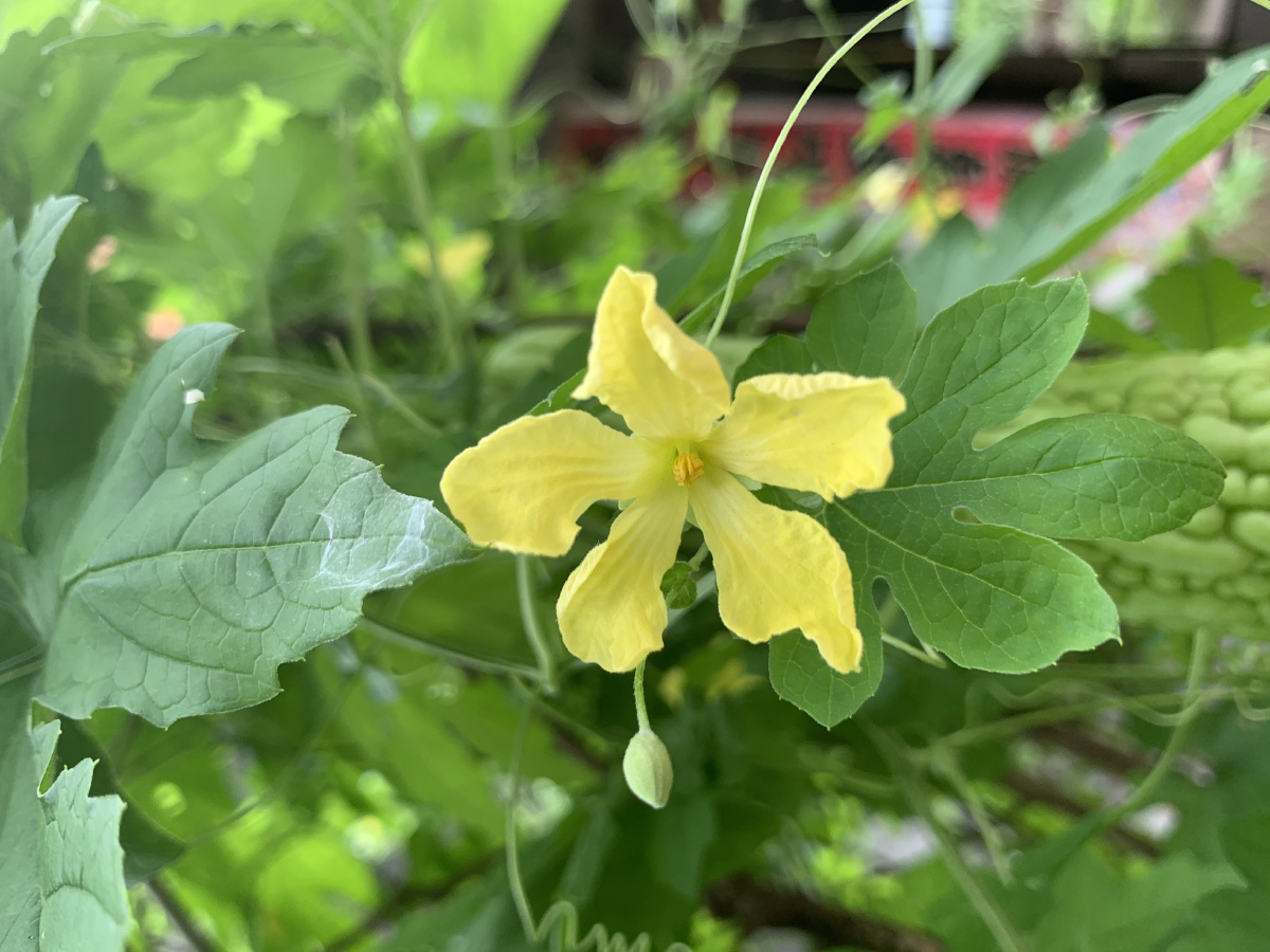 绿色清新苦瓜苦瓜花