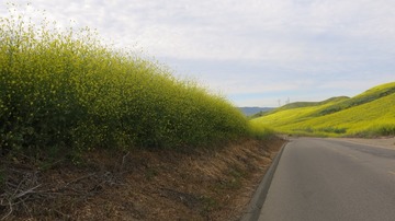 IMG_4133