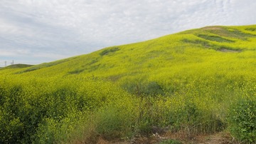 IMG_4137