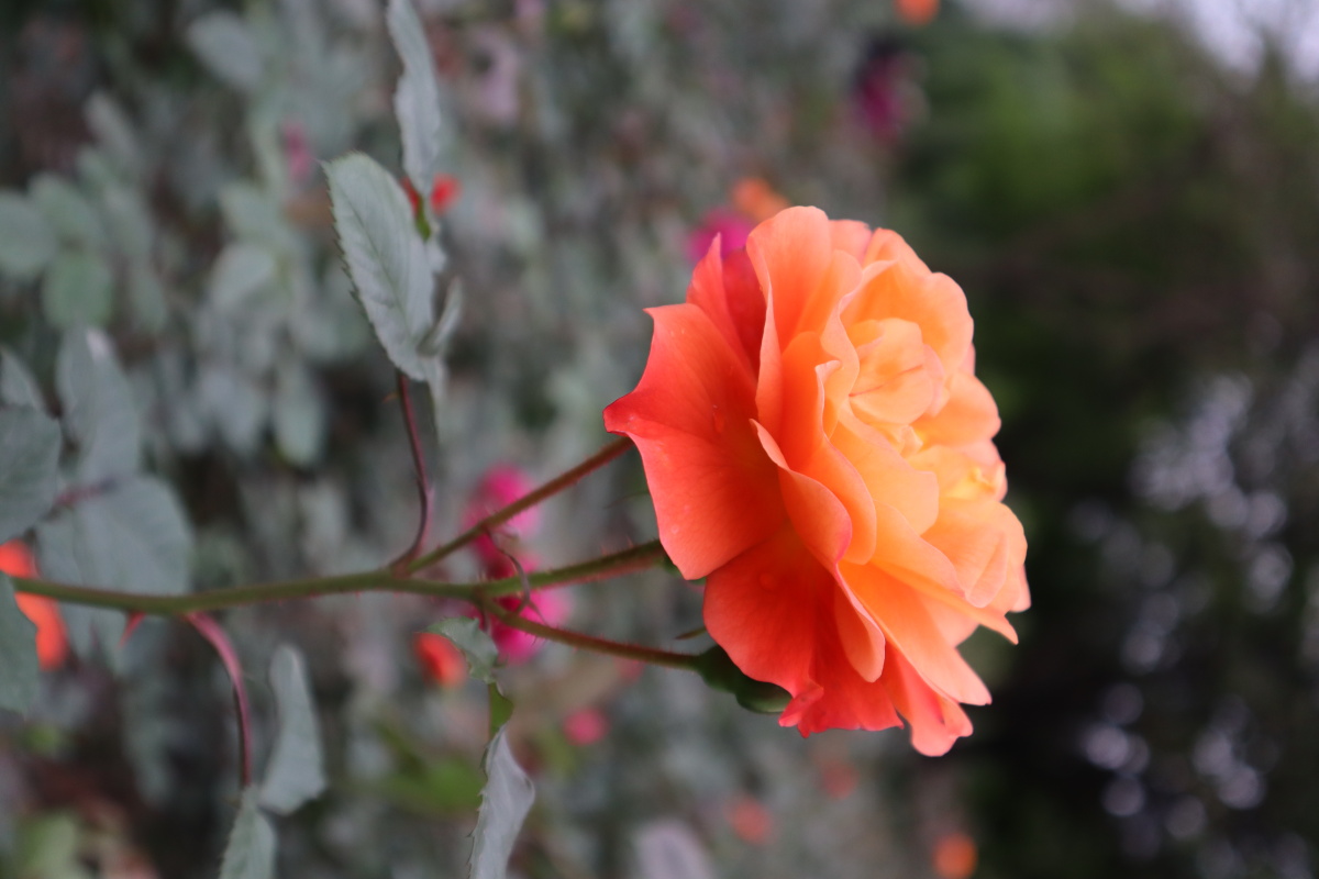 月季花 - 初见ゝ - 图虫