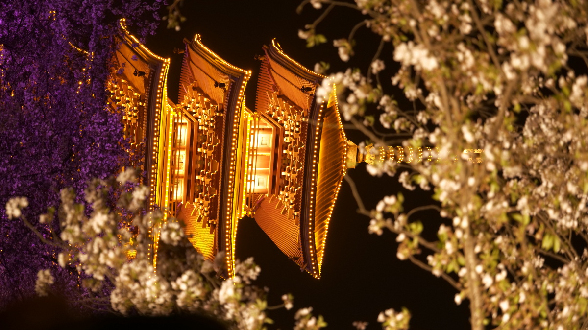 武汉樱园樱花夜景