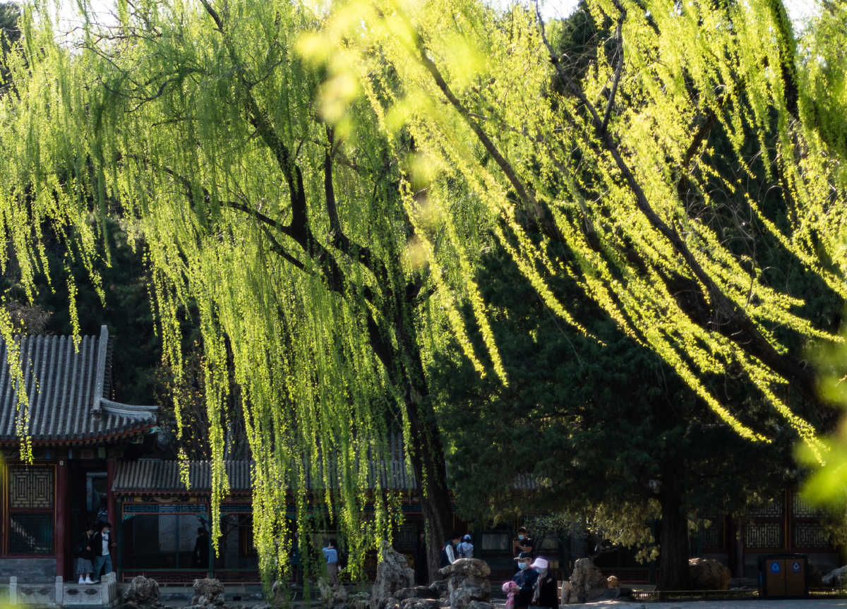 春日京城柳如烟