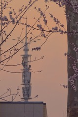 1000030256