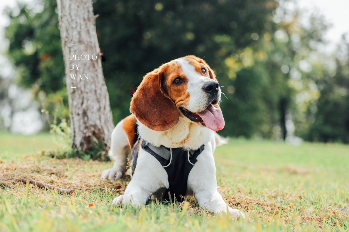 比格犬又名米格鲁猎兔犬也叫史努比拍起来真帅气
