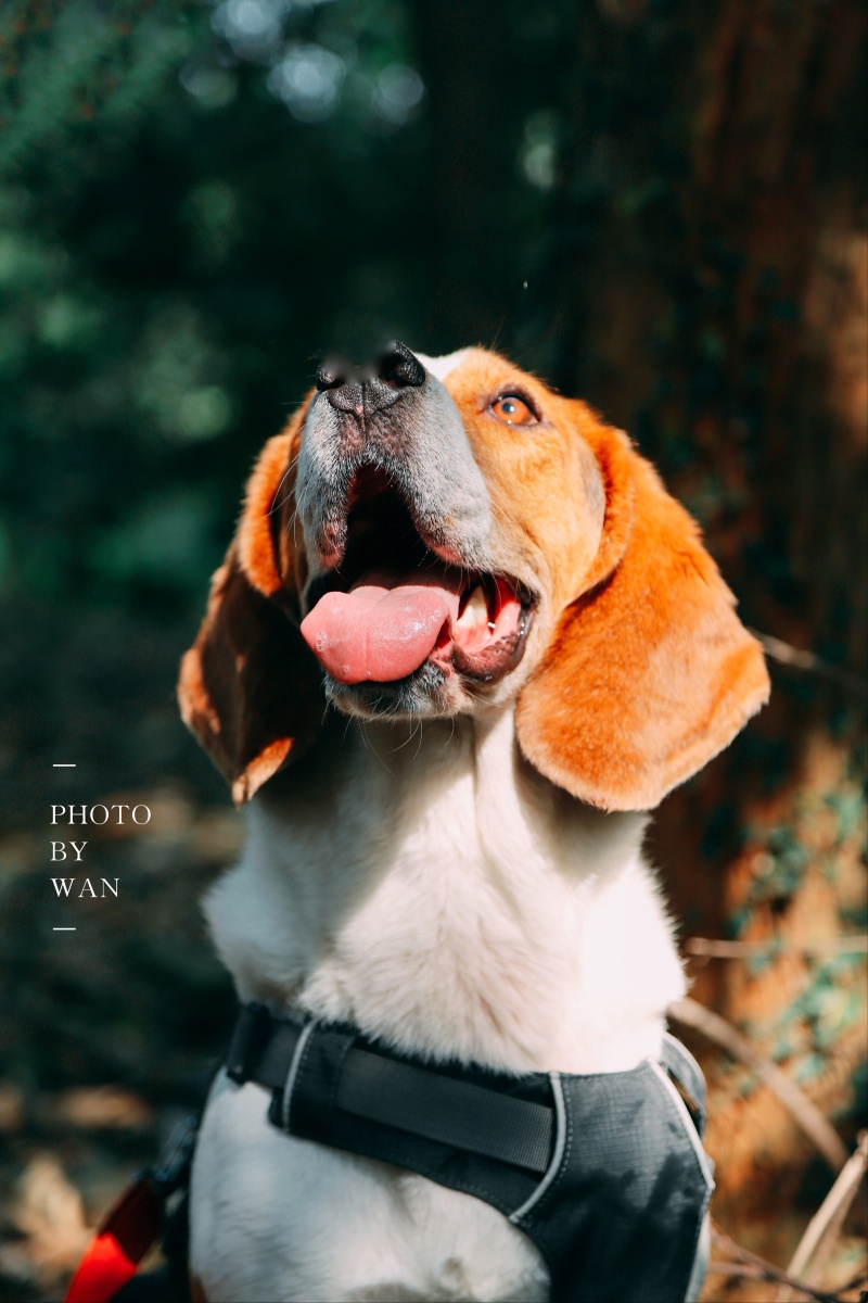 比格犬又名米格鲁猎兔犬也叫史努比拍起来真帅气