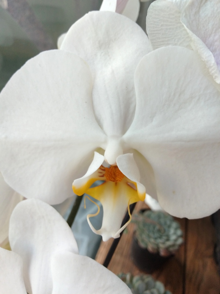 蝴蝶兰,我见过的最大的兰花.多美的花芯啊!