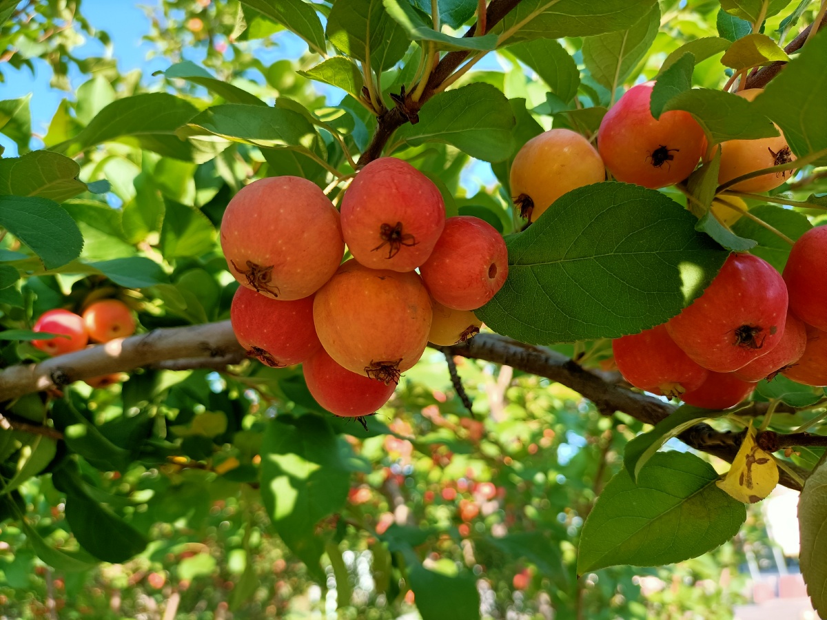 丰收时节硕果累累