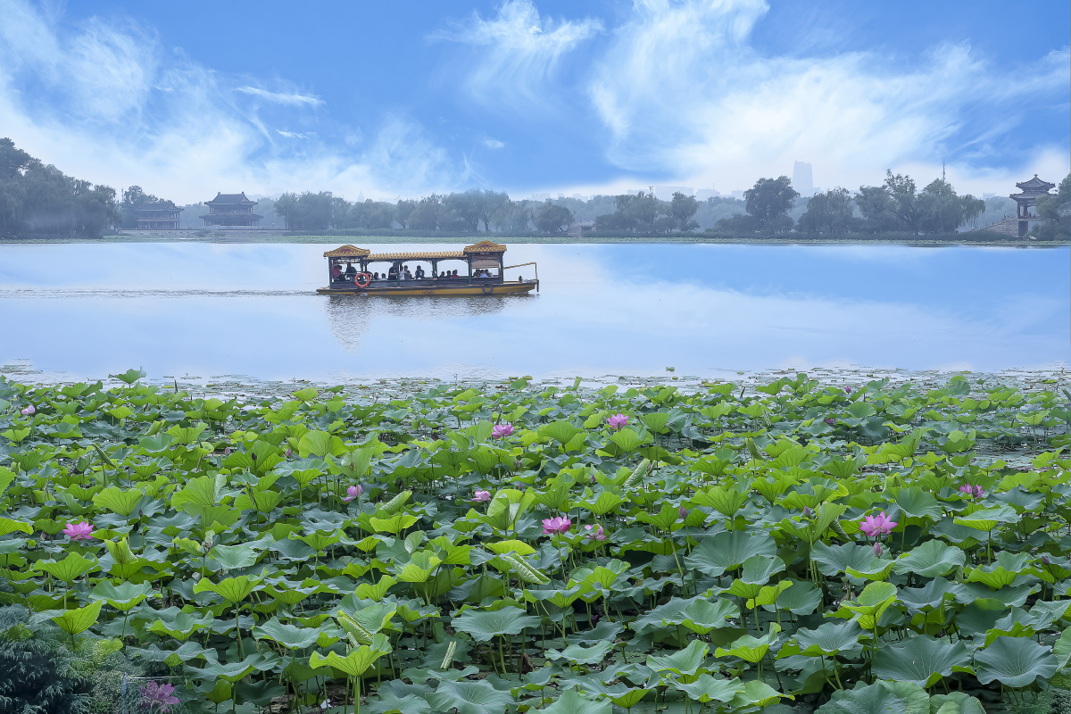 颐和园的夏天荷花大片的淀放游船行过碧波荡漾