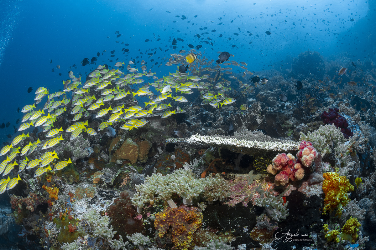 珊瑚鱼群与各种海洋生物格外鲜活的水下环境这才是地球应该有的样子也