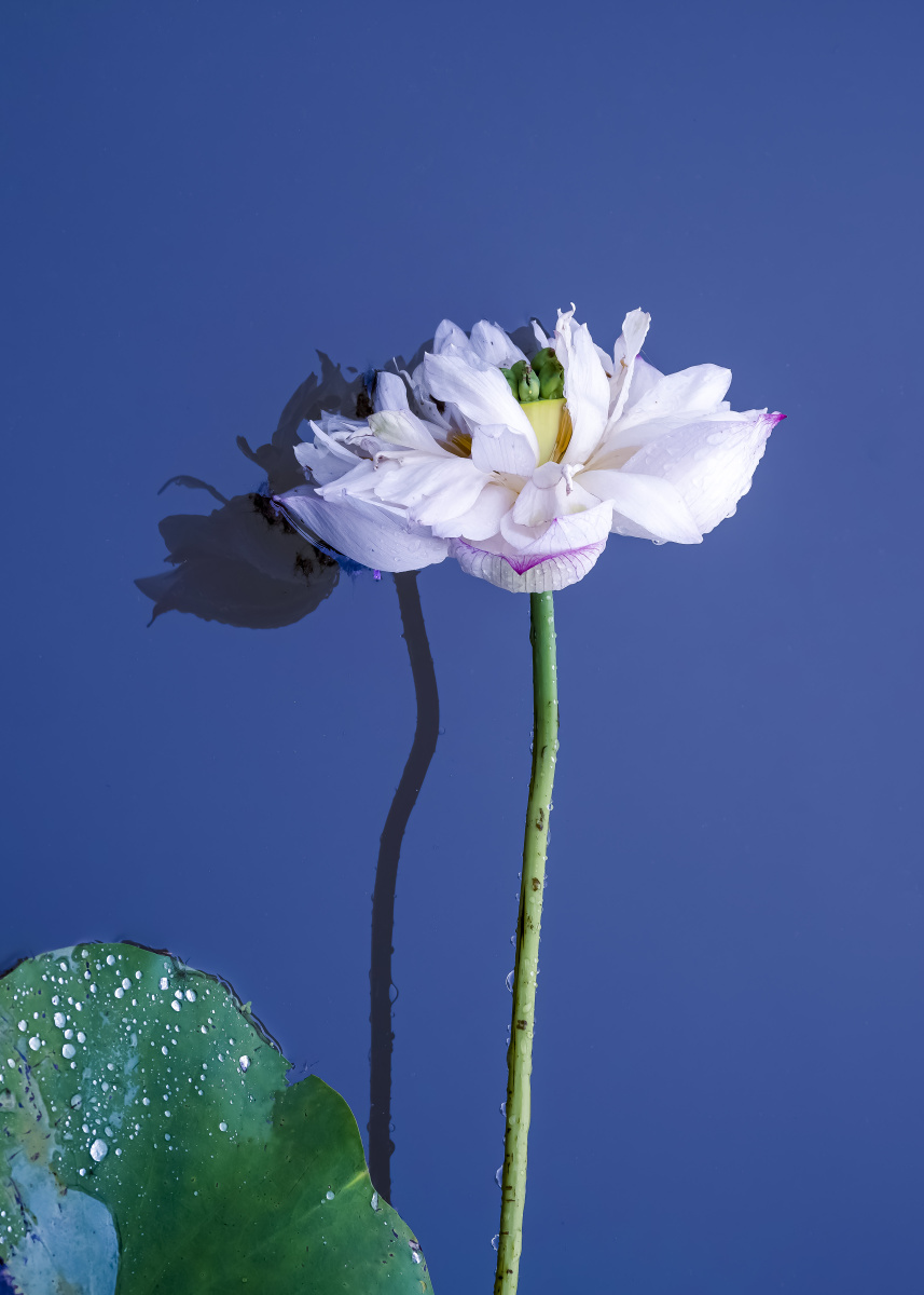 大雨后一支荷花微微倾倒在水面却正正是出淤泥而不染濯清涟而不妖的