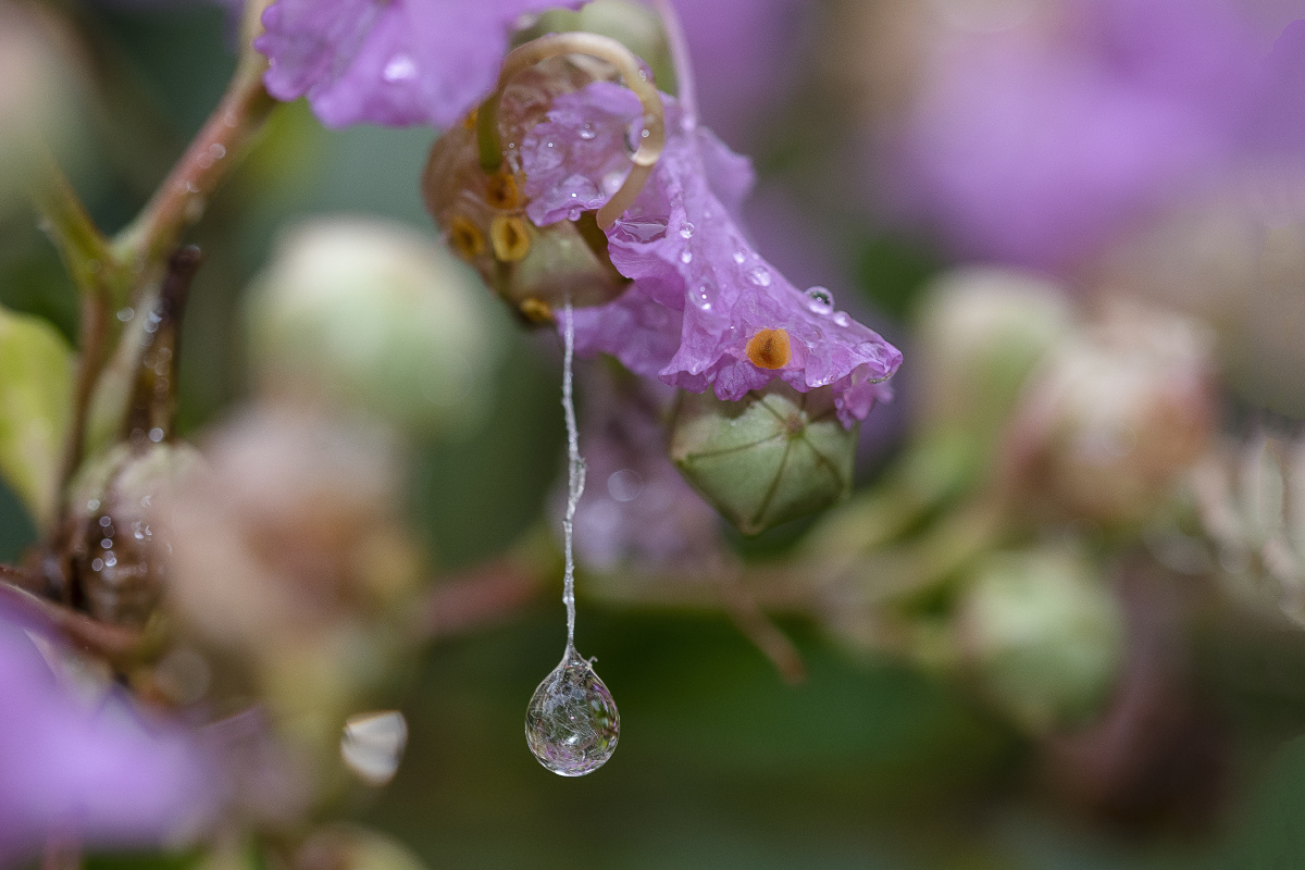 骤雨花半落蛛丝挽残红