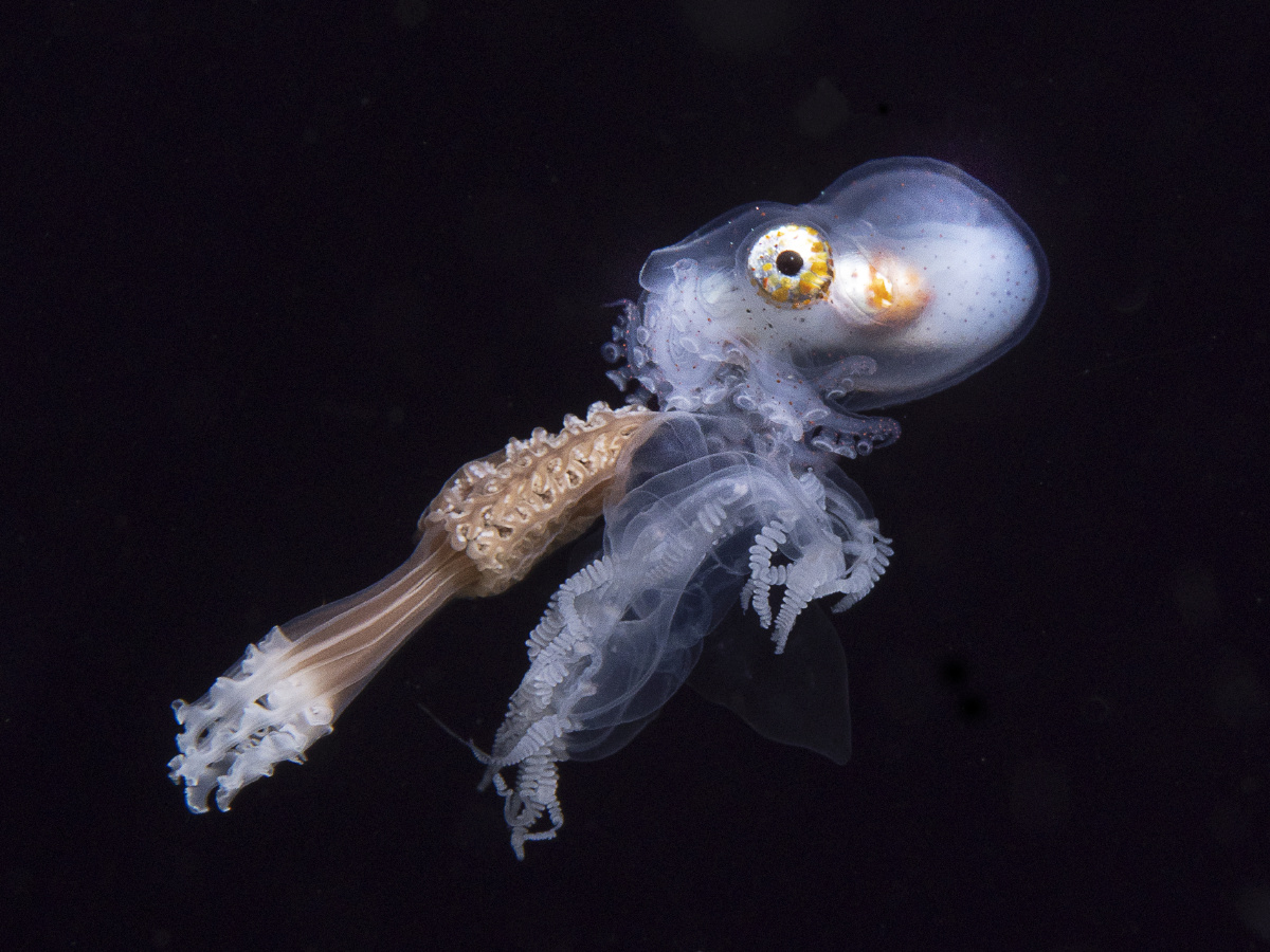 一起旅行骑着水母的雄性纸壳鹦鹉螺.