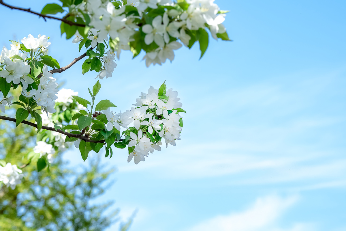 花展云舒最素雅的颜色也是最浓的春意