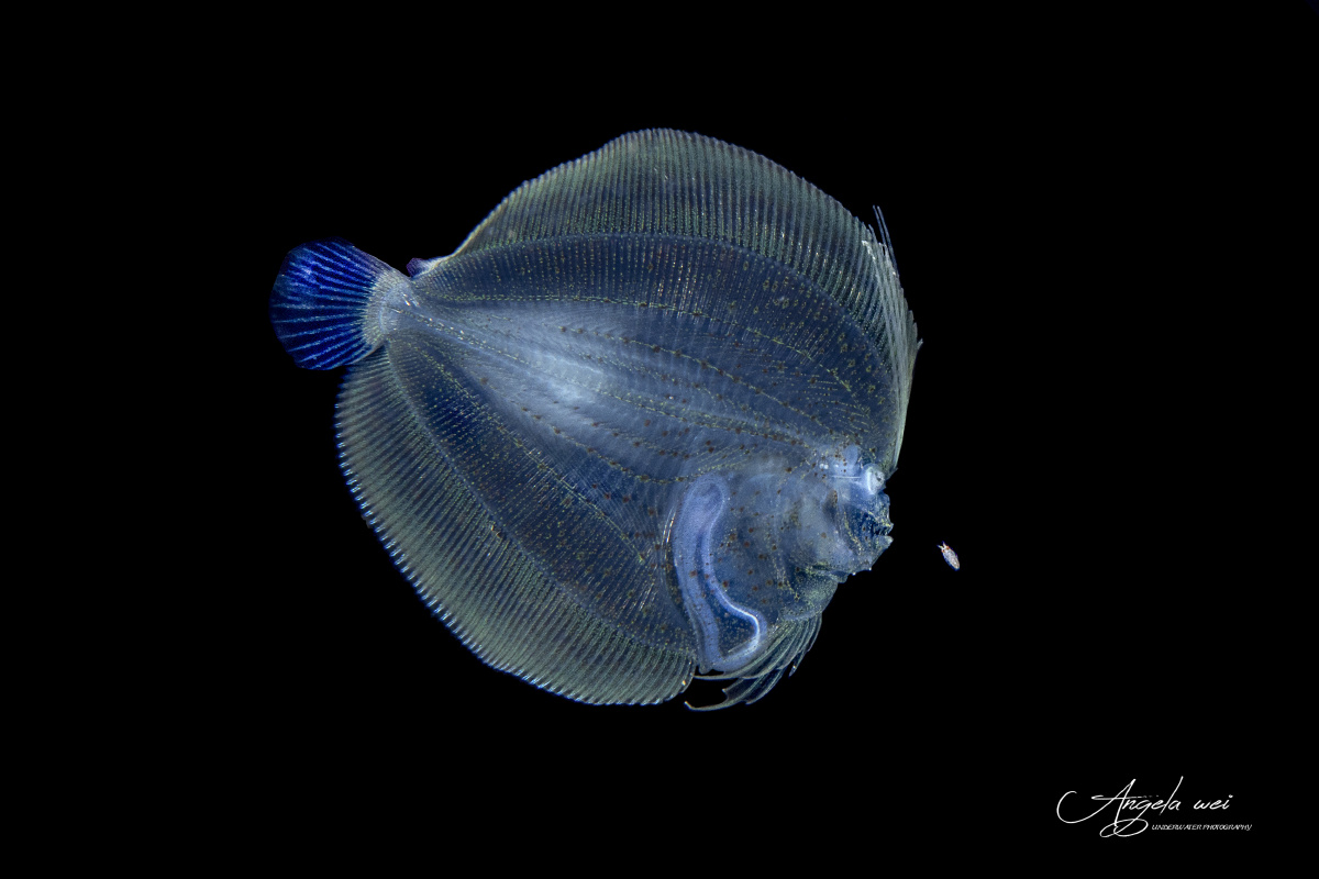 水下的对视黑水摄影比目鱼幼鱼与虾