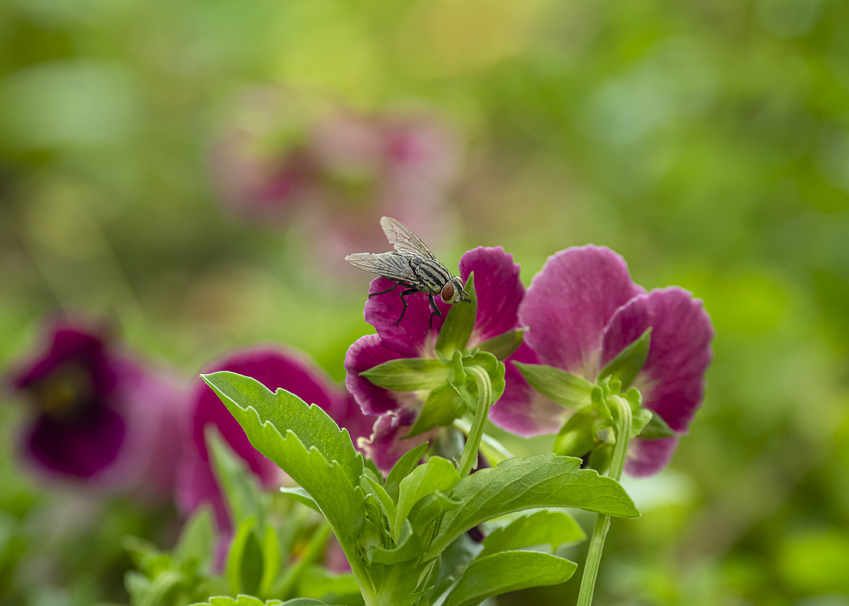 抓拍到一只飞入花从中的小苍蝇