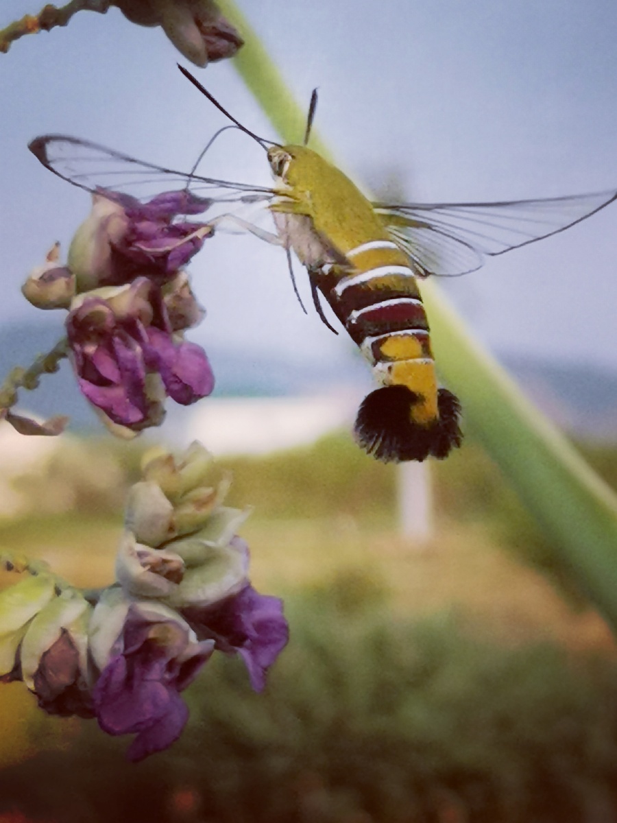 蜂鸟蜂我对大家说摄影师总能够遇到生活中那种奇妙的东西他有时候来的